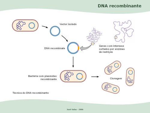 GenéticaMais: Tecnologia do DNA Recombinante, rDNA