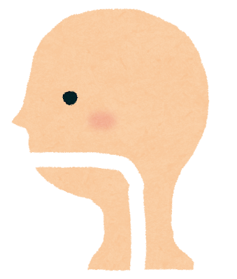 食道のイラスト(人体)