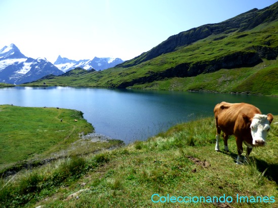 Ruta hasta el Lago Bachalpsee - Suiza