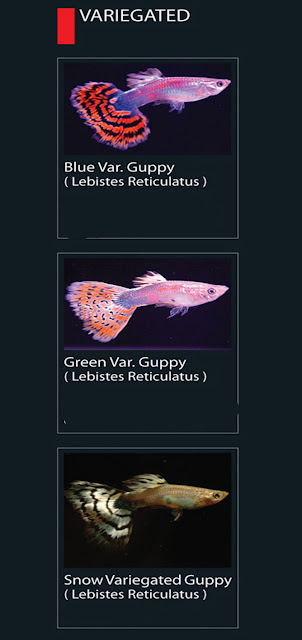 22. Blue Var Guppy  Nama latin Lebistes Reticulatus  23. Green Var Guppy  Nama latin Lebistes Reticulatus  24. Snow Variegated Guppy  Nama latin Lebistes Reticulatus   