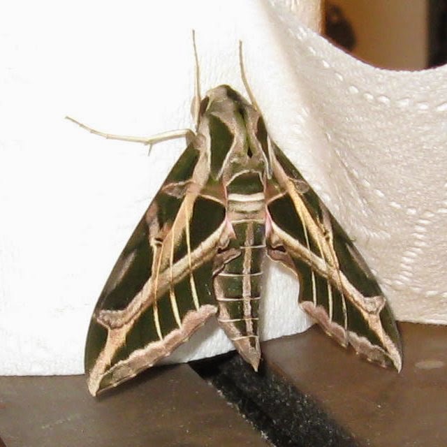 Scientilosopher's Domain Skull Moth
