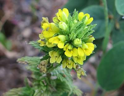 Algarabía pegajosa (Parentucella viscosa) flor silvestre amarilla