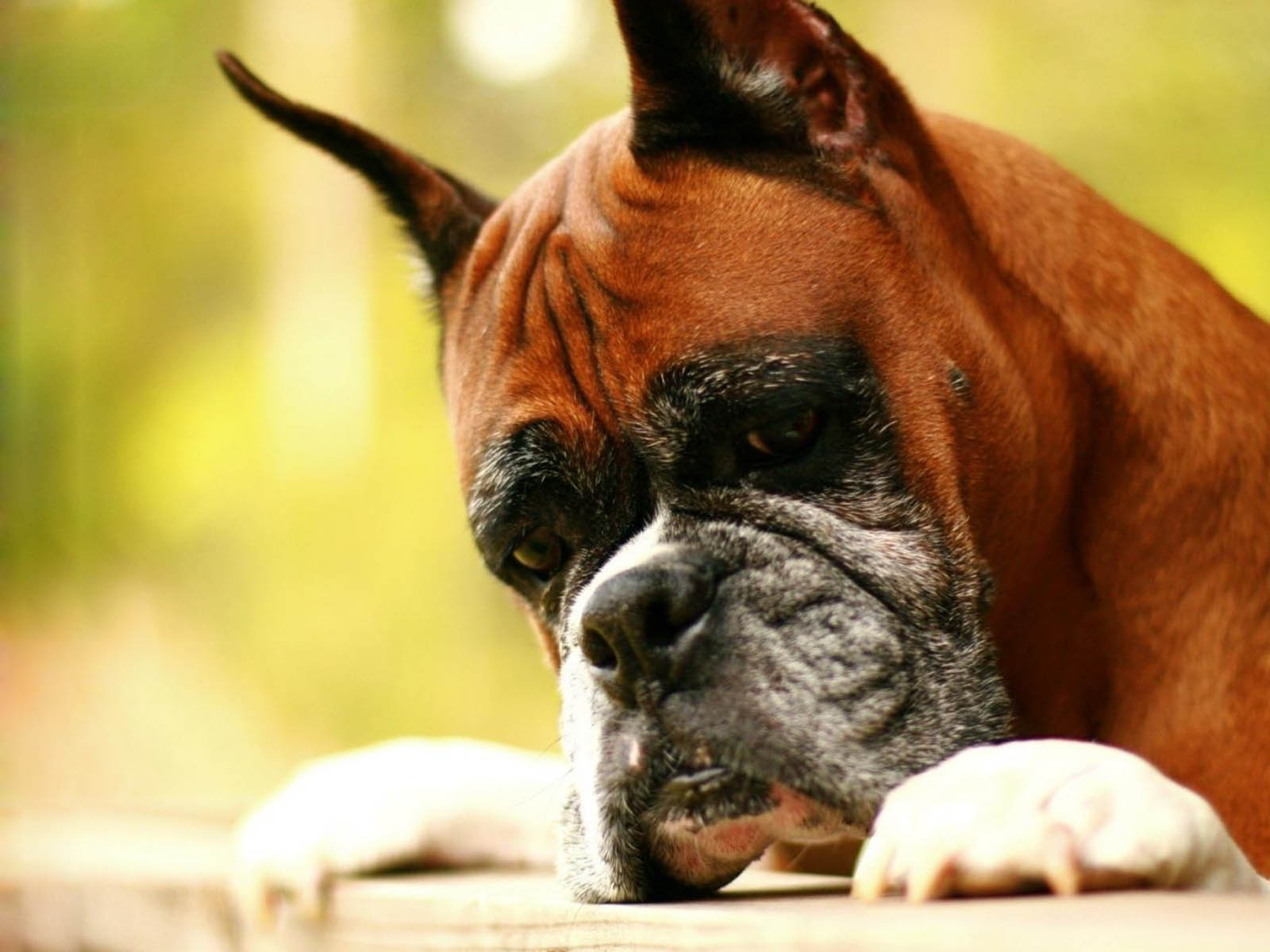 Tag: Boxer Dog Wallpapers, Images, Photos, Pictures and Backgrounds ...
