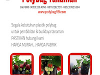 Budidaya Stroberi Dalam Polybag