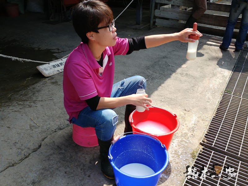 媲美清境青青草原|苗栗飛牛牧場|乳牛綿羊生態區~擠牛奶餵小羊小牛體驗