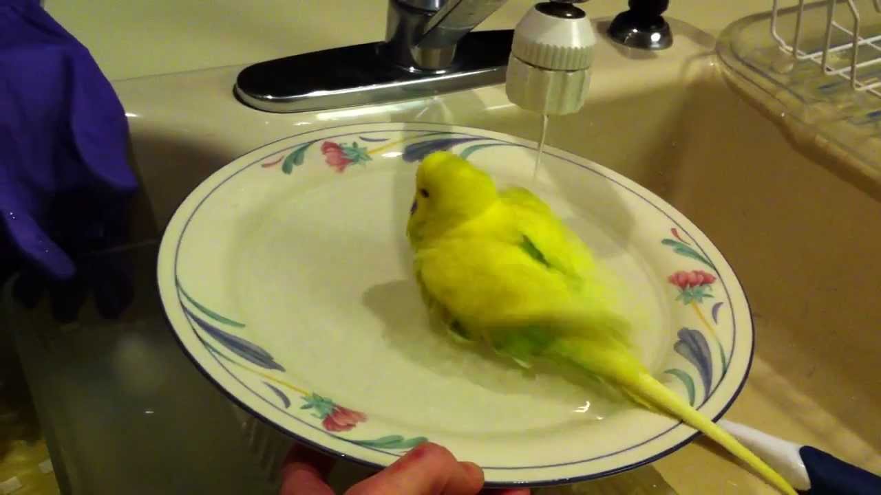 Bird In Everything Parakeet Bird Bath