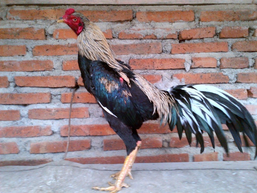 12 Jenis Jenis Ayam Birma dan Crossbreeding nya JAWARA BANGKOK