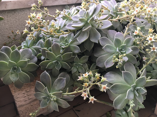 Planta-Fantasma (Graptopetalum paraguayense)