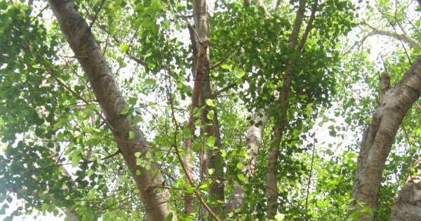 View Peepal Tree In Malayalam Language Gif