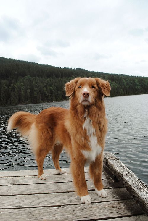 Pet's We Love 5 Dog Breeds From Canada