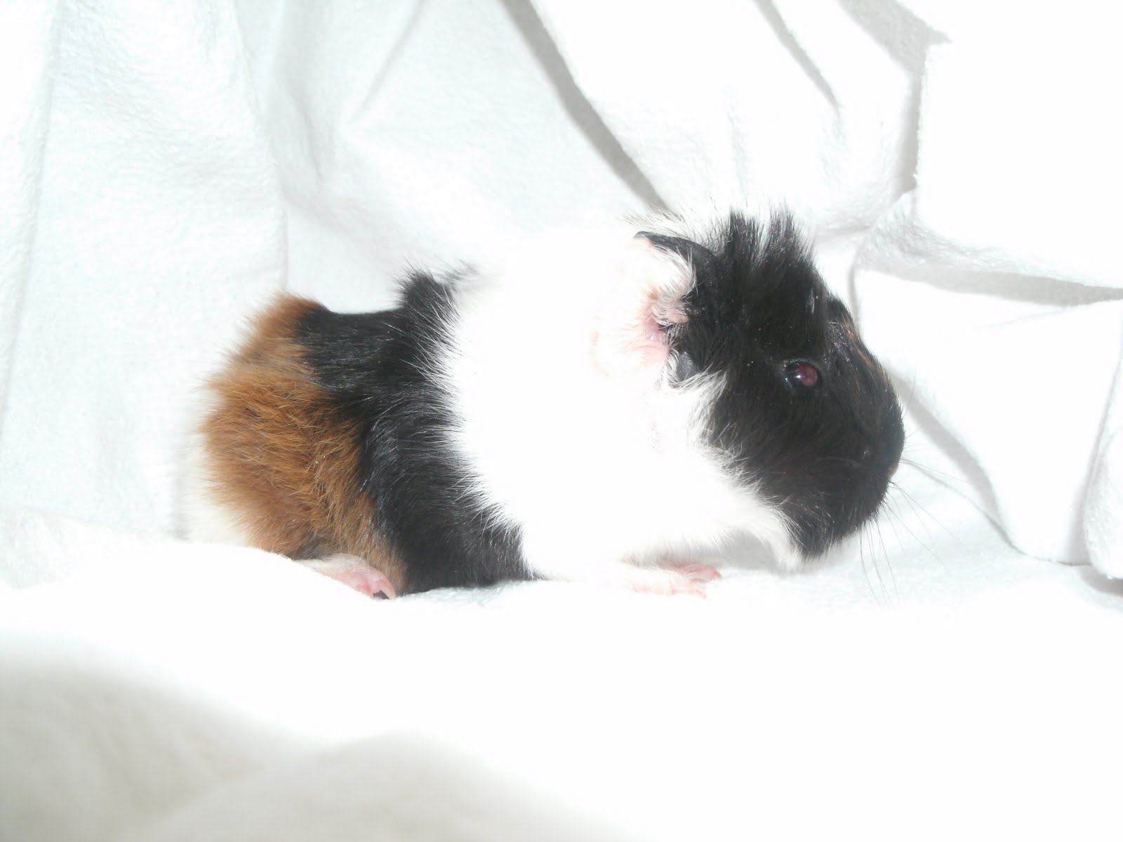 Iris Meerschweinchen Zucht