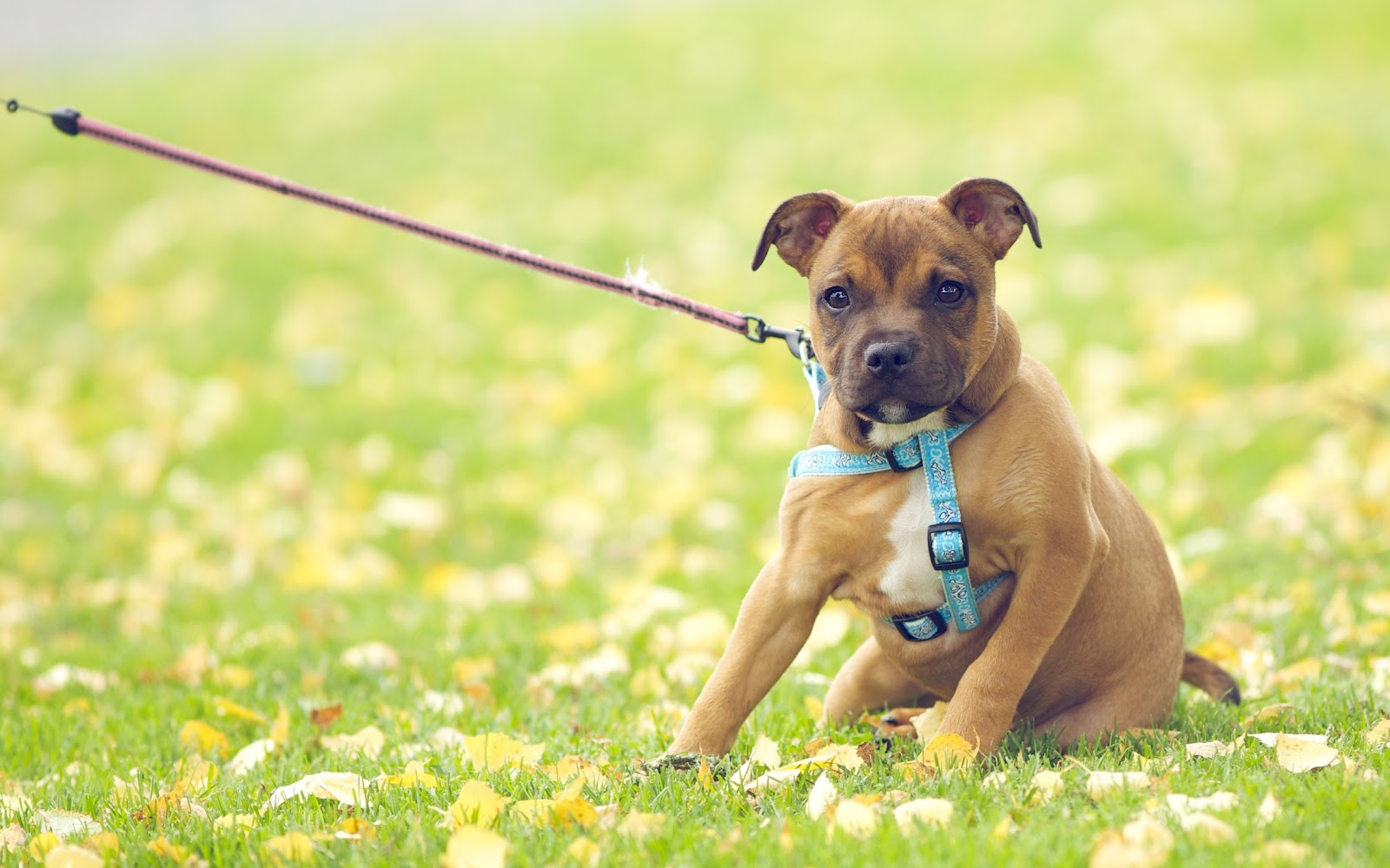 Çimenler üzerinde çirkin bir köpek resimleri , fotoğrafı , wallpaper