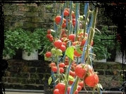 Budidaya Tomat Menggunakan Polybag