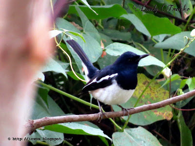 Oriental magpie-robin - Copsychus saularis