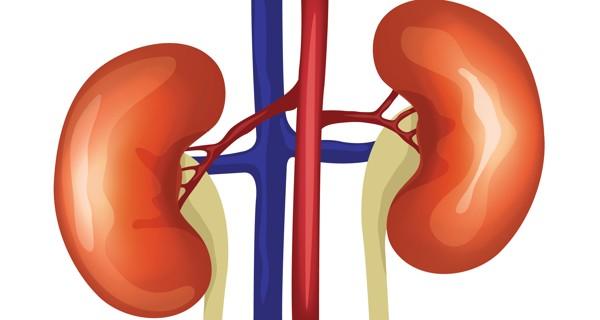 These Habits Can Damage Your Kidney