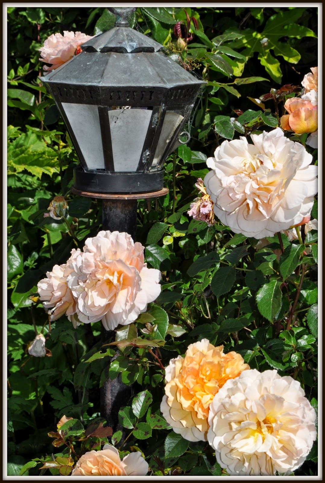 DUTCHCORNER My neighbours garden