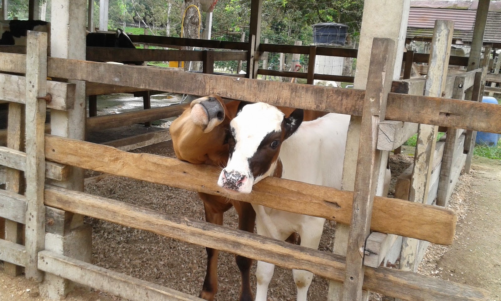 Bunga-bunga Kehidupan: Rabbit Farm Broga