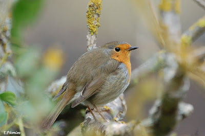 Petirrojo (Erithacus rubecula)