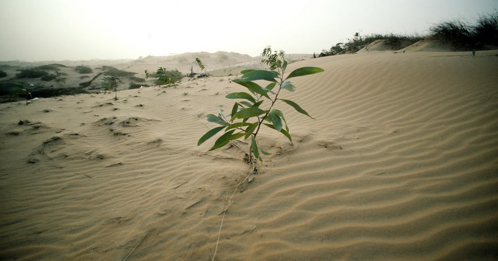Seemorerocks: The ecological collapse of India