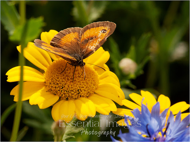 Gatekeeper butterfly in the meadow at Barton