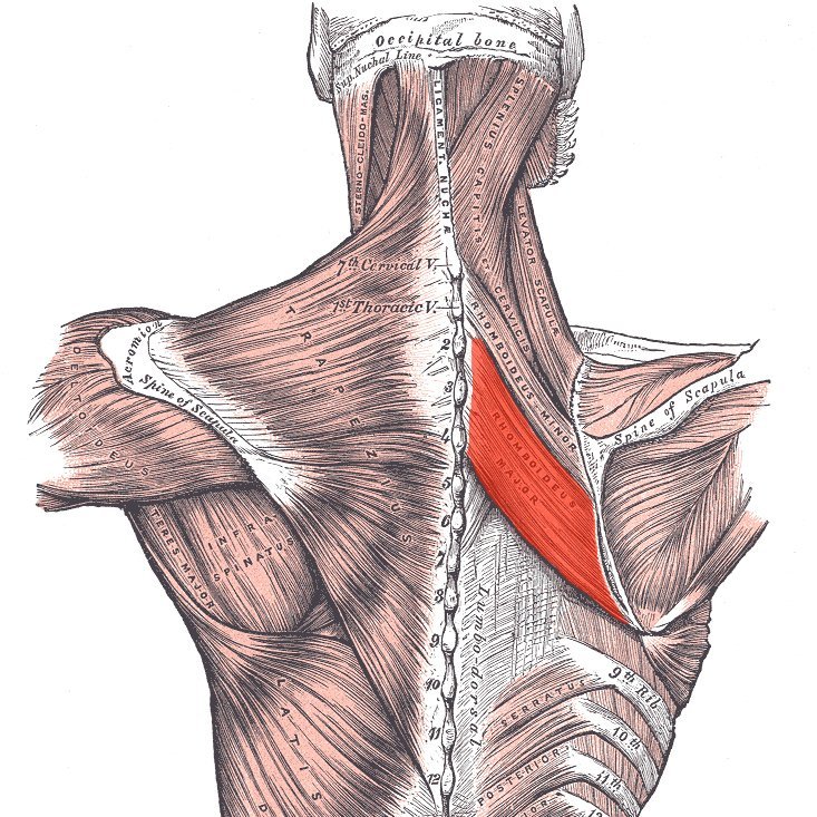 Rhomboid Major Muscle