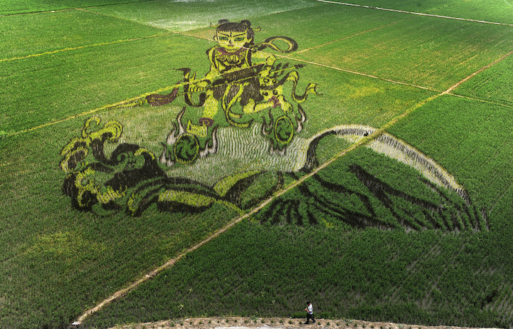 Rice4.jpg
