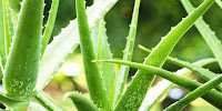Aloe Vera Besin Değeri Aloe Vera Fotoğrafı
