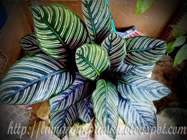 laman impianku...: Daun yang cantik