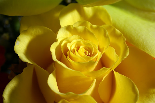 yellow+rose+flowers+wallpapers.jpg