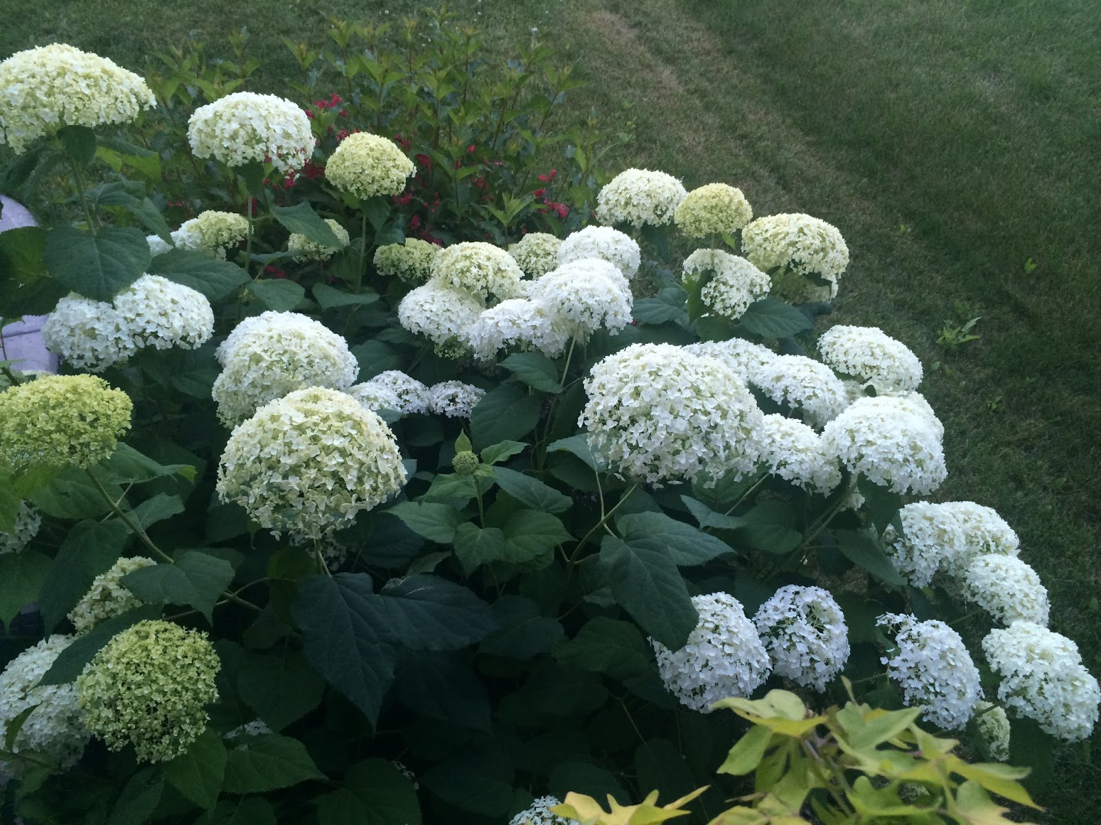 LIVING THE GARDENING LIFE In the Spotlight Annabelle Hydrangea