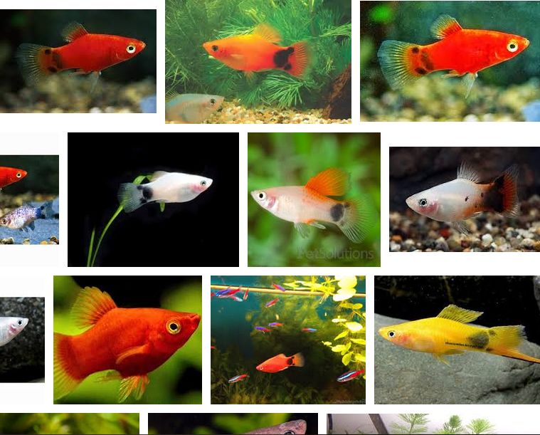 Gambar Ikan Hias Yang Terkenal Dipelihara Kini Ini Cara Ternak Ikan