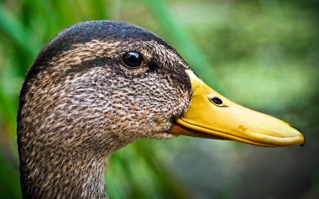 Mallard Duck Photo Gallery And Trivia