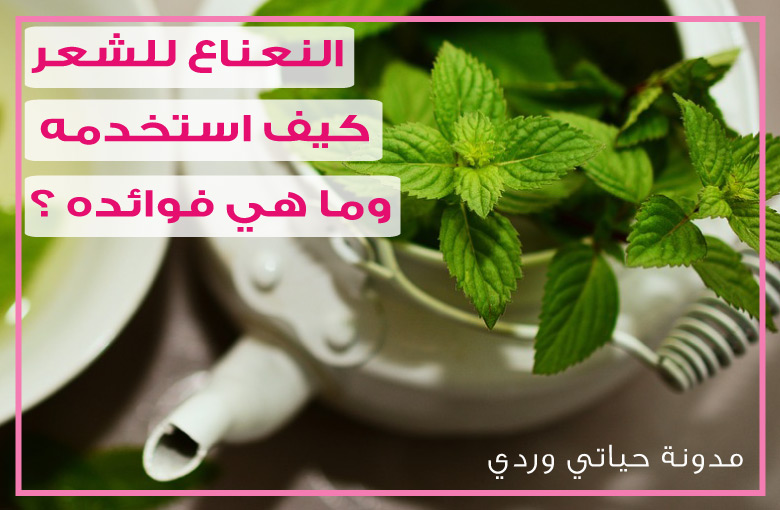 حياتي وردي غسل الشعر بالنعناع وكيف احضر مغلي النعناع للشعر لفعالية اكثر