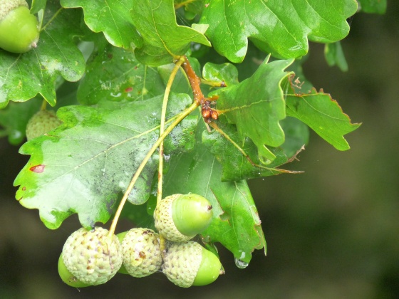 Compañeros de viaje: Roble europeo (Quercus robur)