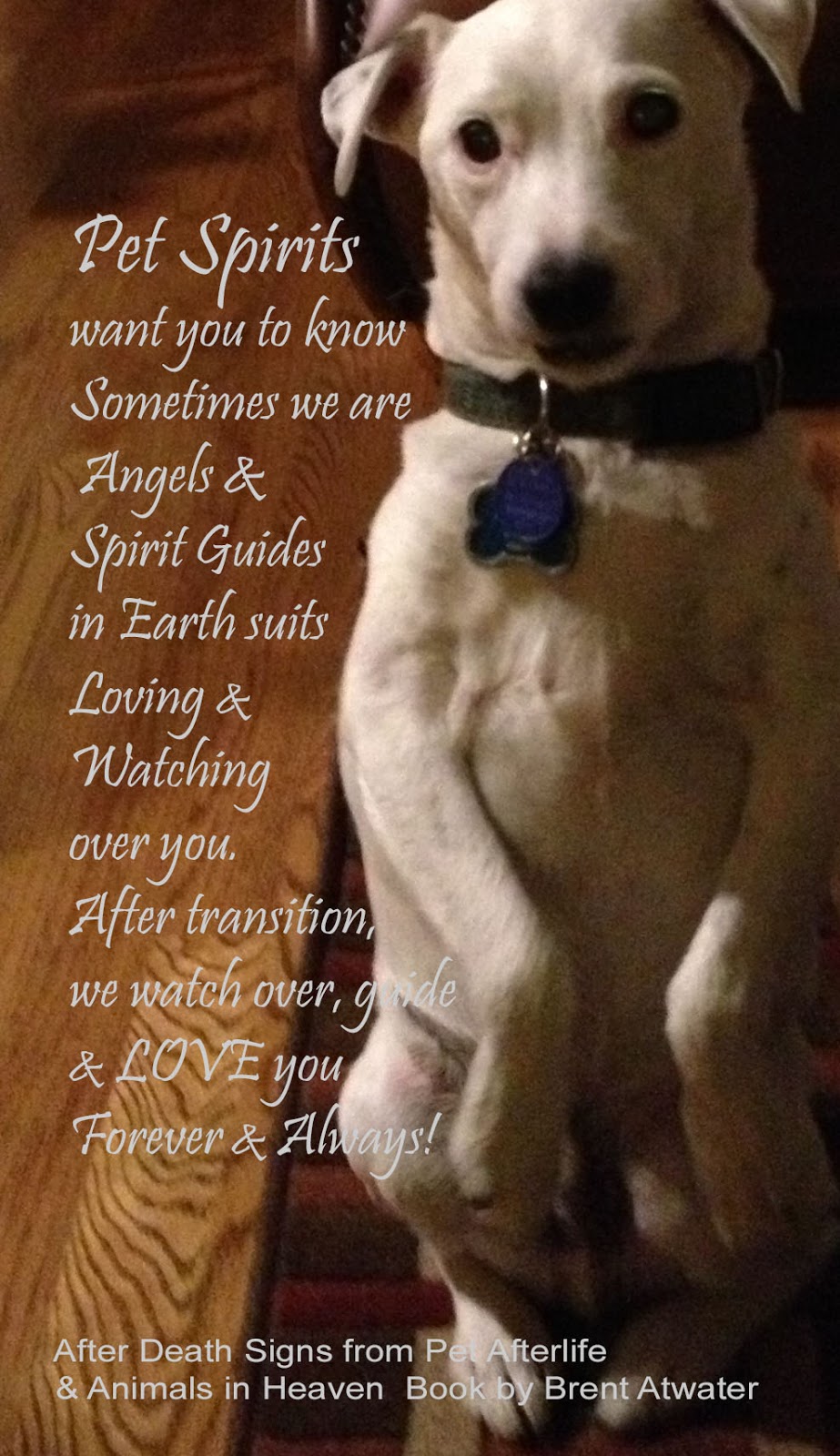 Daily Pet Loss Inspirational Quotes from Pet Spirits 30 Angels and