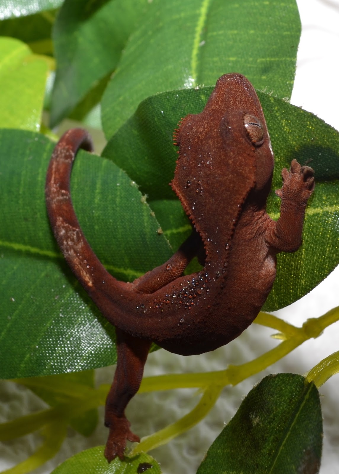 Crested Geckos Blog: October Crested Gecko Update!! August crested