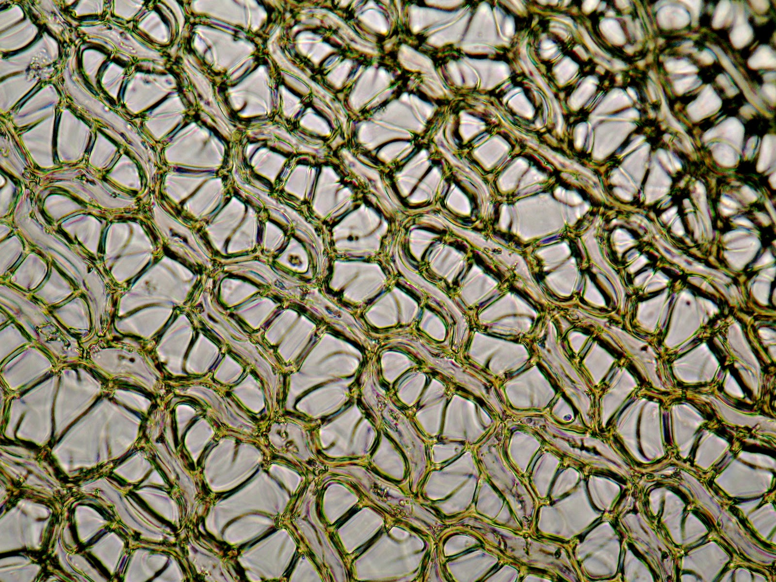 Camosun Blog Sphagnum Under the Microscope