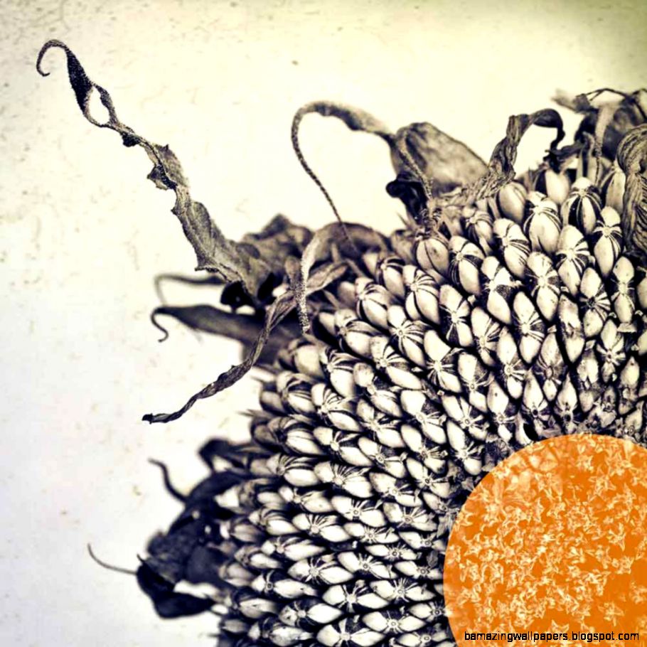 Sunflower Art photography nature photo black by CarlChristensen