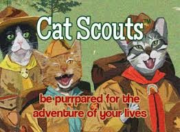I'm A Cat Scout