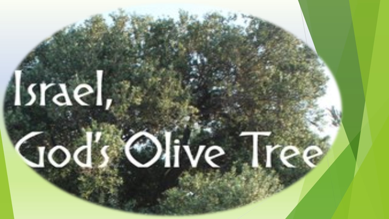THE REVELATION OF JESUS CHRIST GOD’S OLIVE TREE (2)