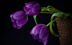 purple tulips background desktop flowers wallpapers tulip flower dark violet spring