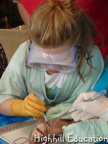 Highhill Homeschool: Fetal Pig Dissection