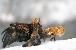eagle golden animals eagles prey deer attacking animal hawk bird fox attacks juvenile birds young foxes attack before them