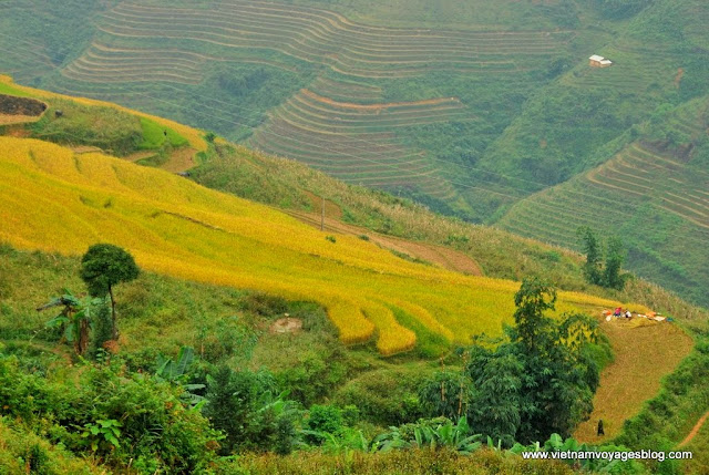 Temps de récolte de Yen Minh vers Ha Giang - Photo An Bui