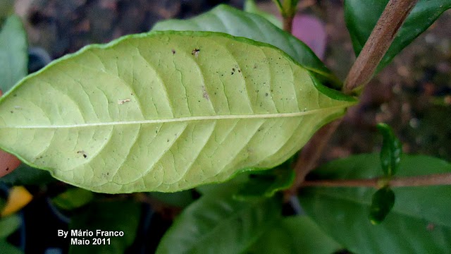 Meu Cantinho Verde: JASMIM-DO-CABO - ( Gardenia jasminoides )