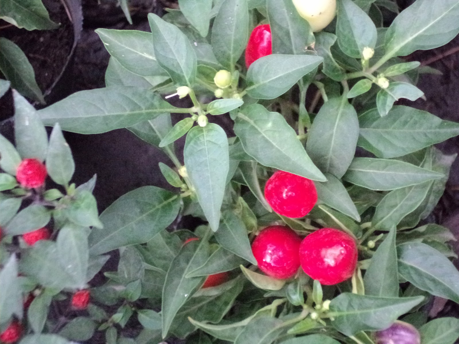 Vinagre De Alcohol Halal Or Haram Cocina Libros y Antropologia: 02/28/12