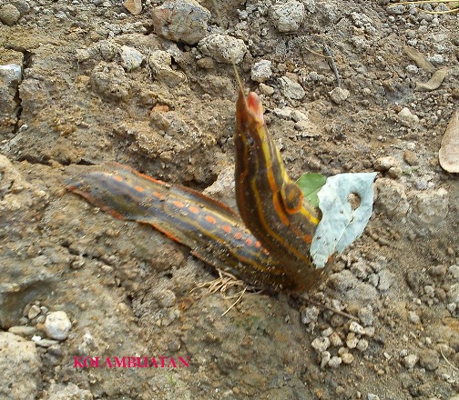 Sejarah Tradisi Memancing Di Sungai Musi
