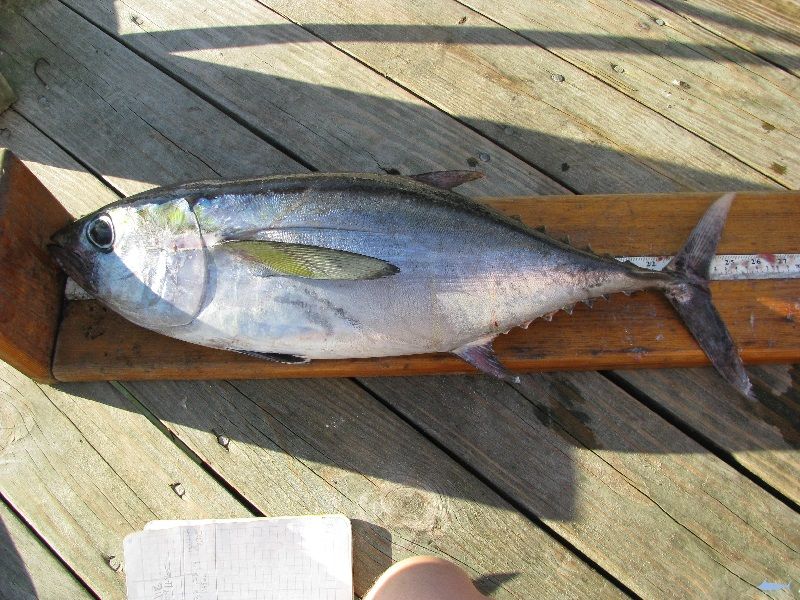 Gambar Jenis Ikan Tuna-Ikan Tuna Sirip Hitam (Thunnus atlanticus)