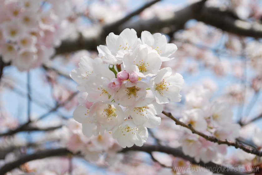 Fashionable Heart Cherry Blossoms