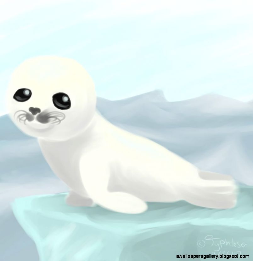 Baby Harp Seal Drawing Wallpapers Gallery